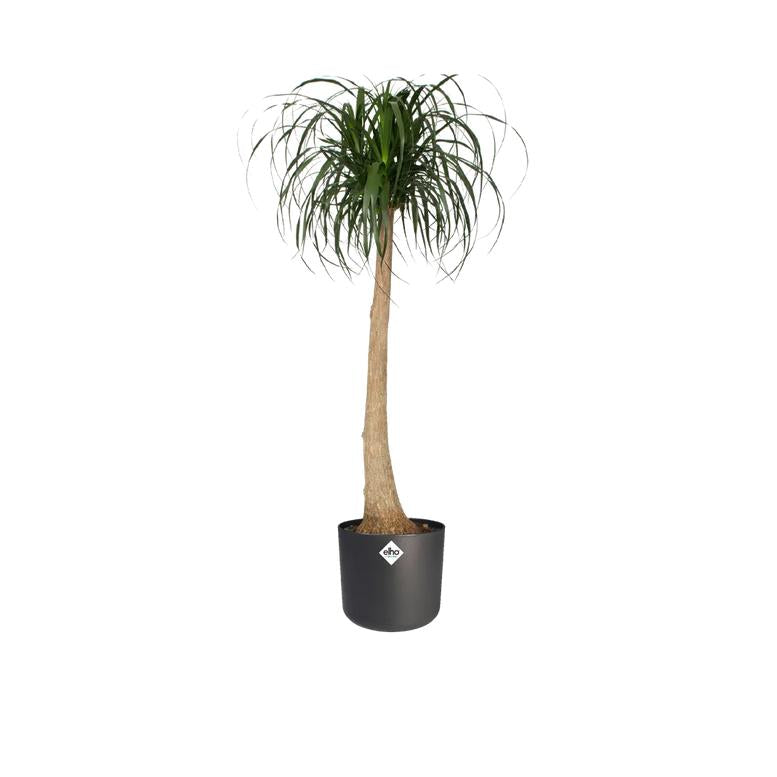 Fioriera B.for Soft Round Elho Antracite 14 cm