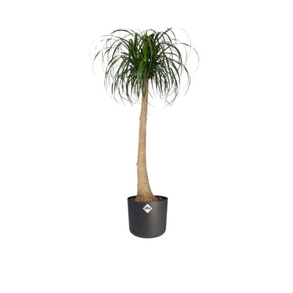 Fioriera B.for Soft Round Elho Antracite 14 cm