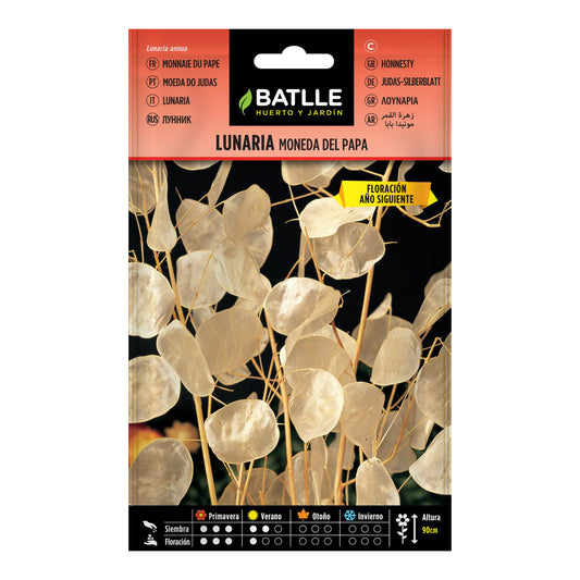 Lunaria-Samen „Moneda del Papa Batlle”
