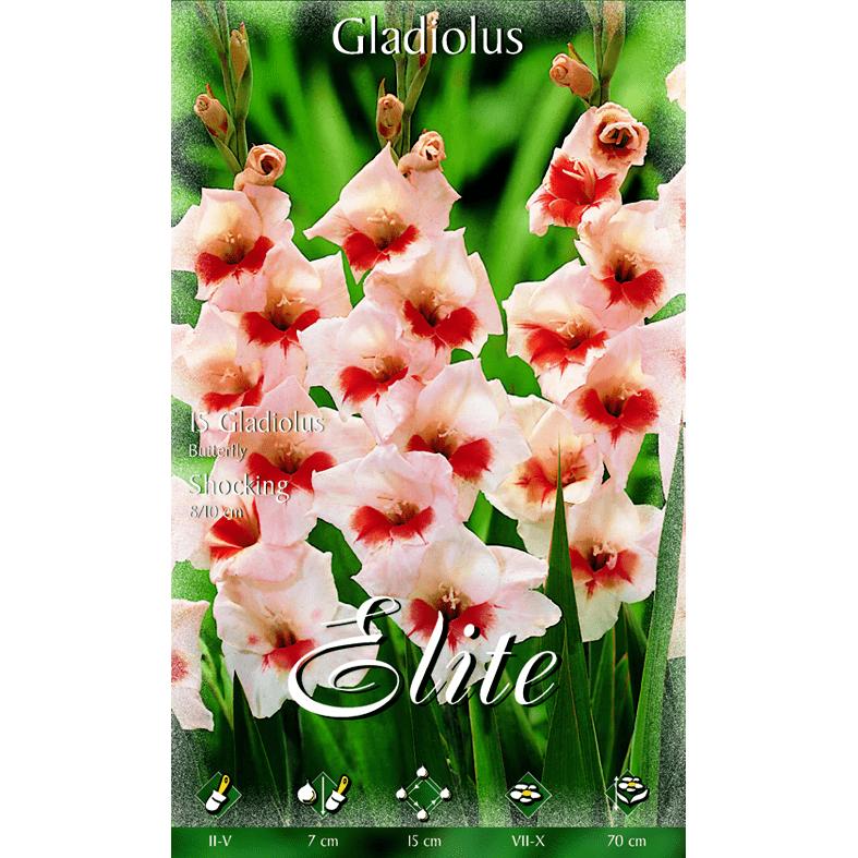 Bulbes de glaïeuls crème à cœur rouge 10 unités