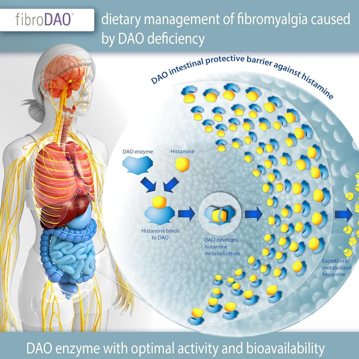 fibroDAO® 60 capsules with gastro-resistant tablets