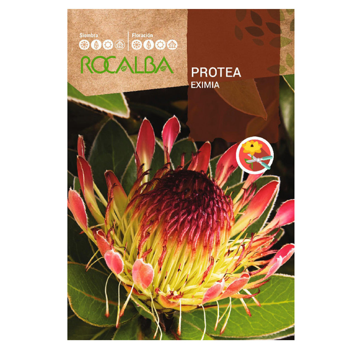 Nasiona Protea Eximia, Rocalba