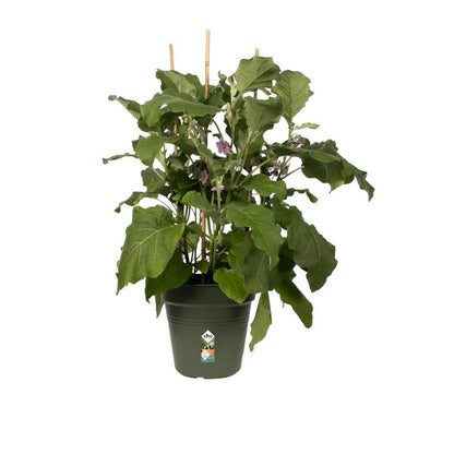 Blumentopf Green Basics Elho Grün 30 cm