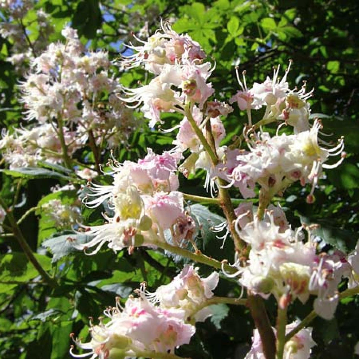 Miele di castagno biologico, Bona Mel 900 g