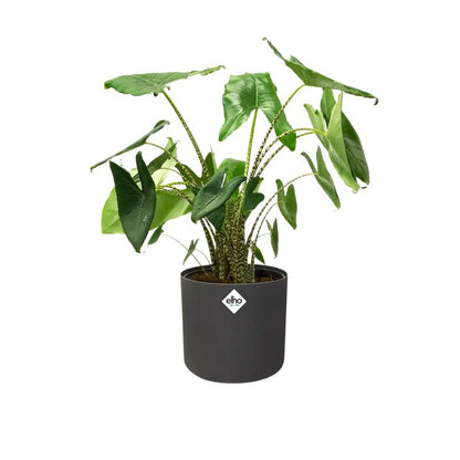 Fioriera B.for Soft Round Elho Antracite 14 cm