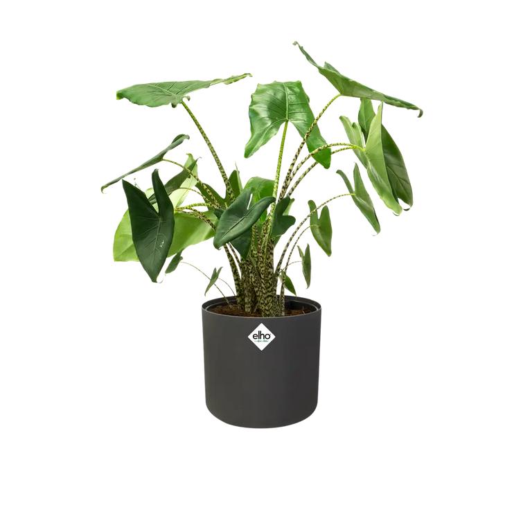 Pot de fleur B.for Soft Round Elho Anthracite 22 cm