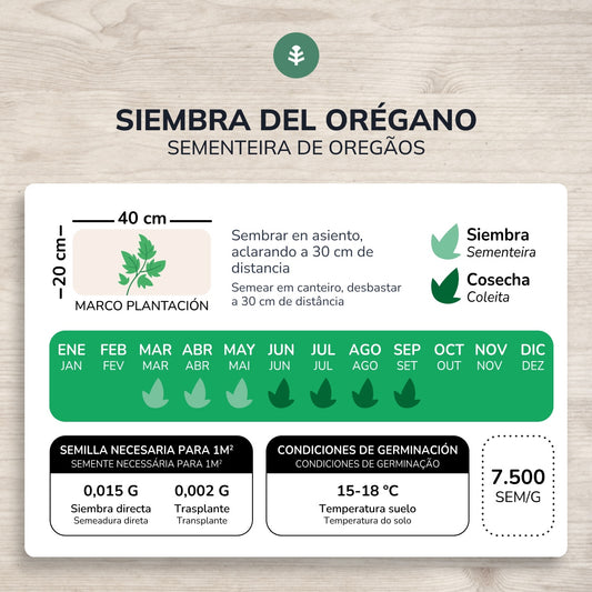 Biologische oreganozaden Planeta Huerto