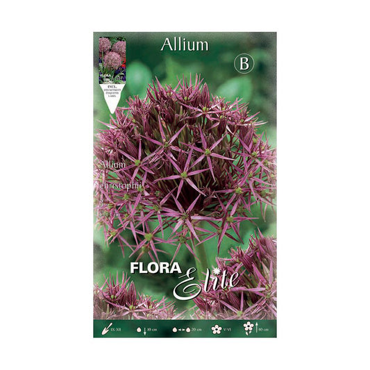 Allium christophii paarse bollen 3 stuks