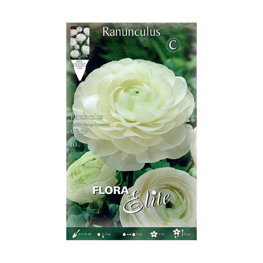 Bulbi Ranuncolo bianco 10 pz