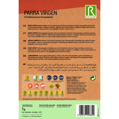 Semi di vite vergine Parthenocissus tricuspidat