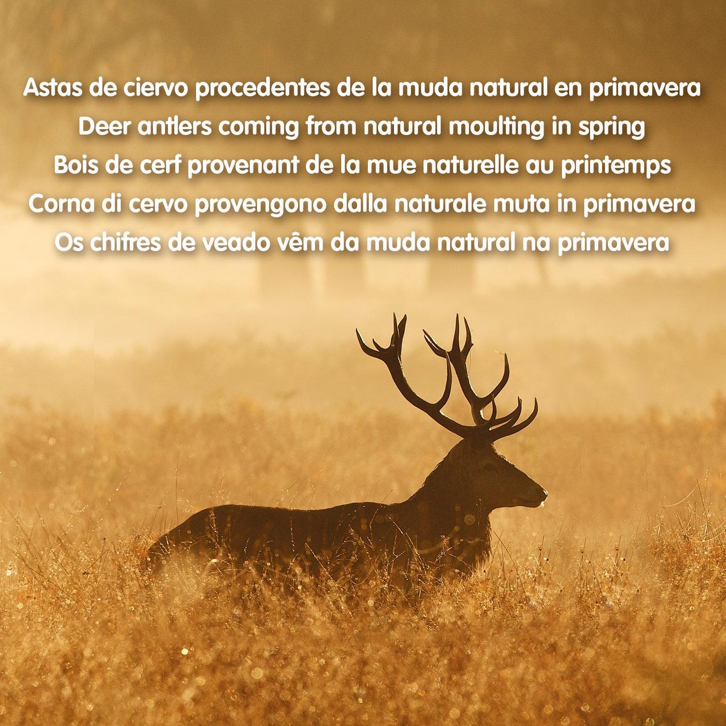 Corno di cervo Masticabile naturale per cani  Arquivet  S  15-39 g