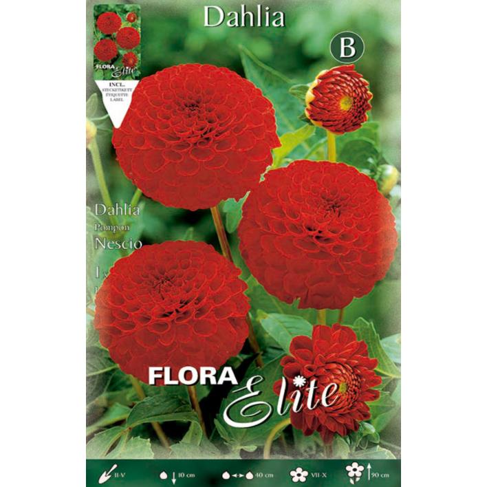 Red Pom Pom Dahlia Bulb 1 pc