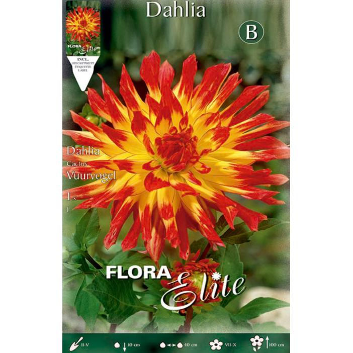 Dahlia Cactus-lök, gul med röd spets, 1 st