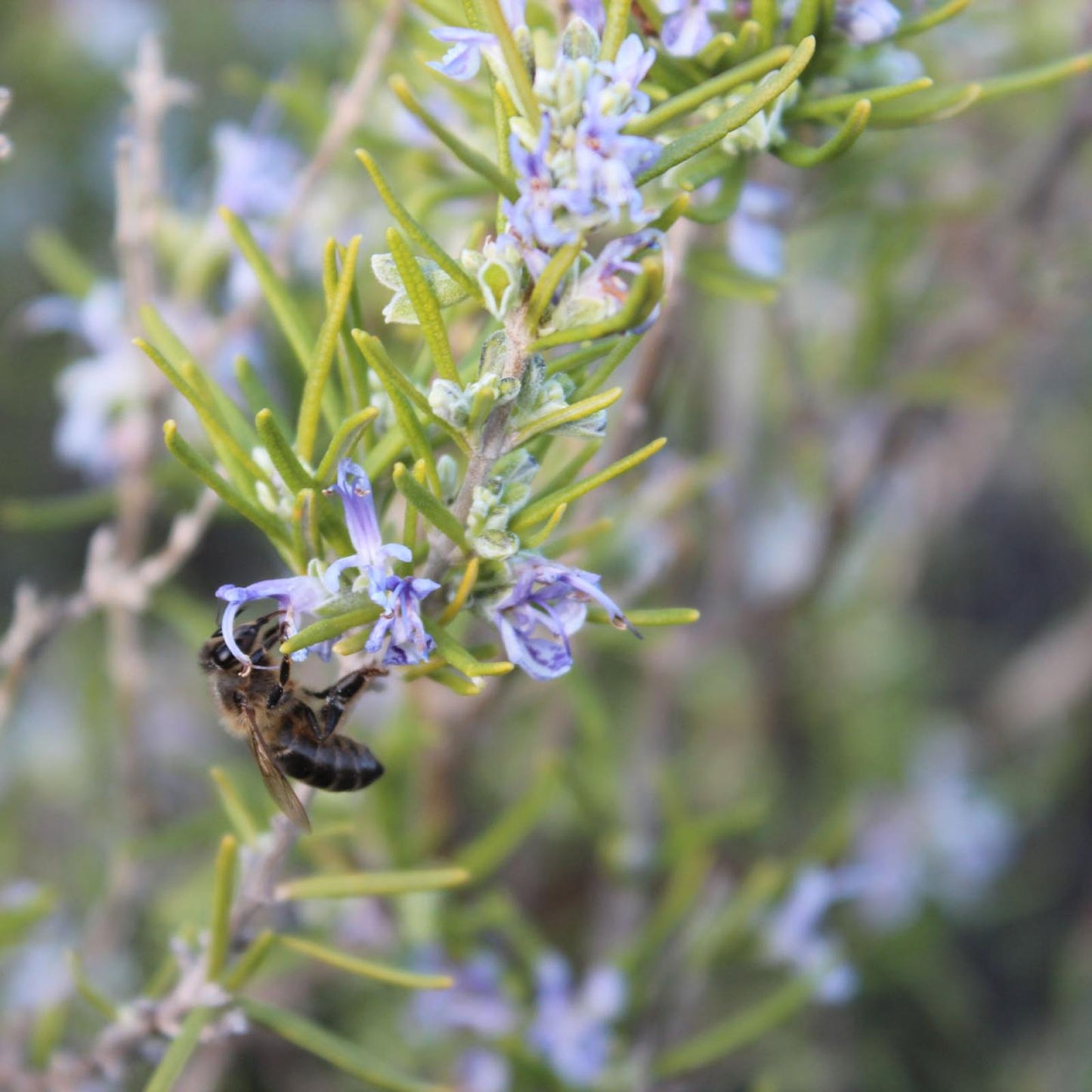 Ekologisk rosmarinhonung Bona Mel 450 g