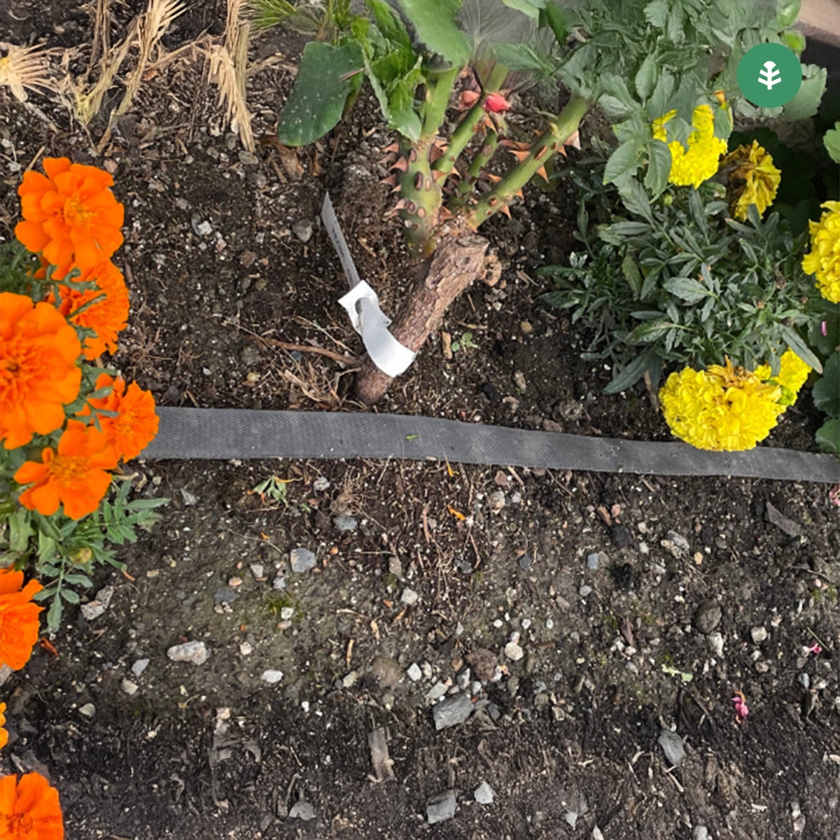 Tuin Planeta Huerto afscheidingsrol 50 m