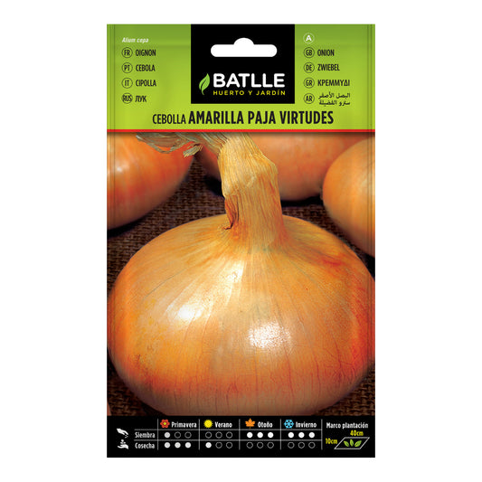 Yellow Onion Seeds Paja Virtudes Batlle