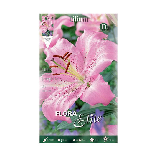 Pink Oriental Lily Bulbs 2 pcs
