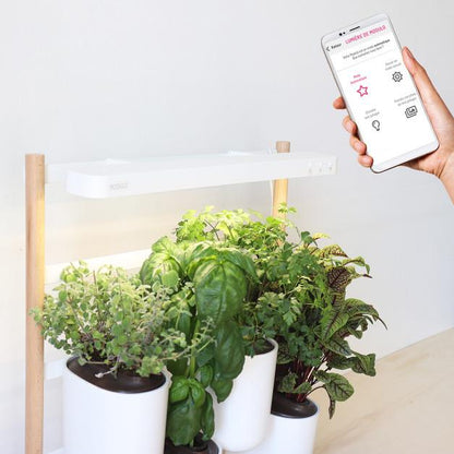 Orto da interno MODULO Prêt à Pousser