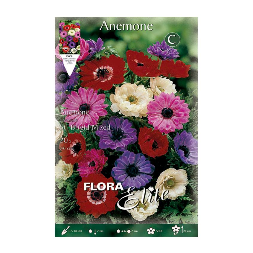 Anemonenzwiebeln Santa Brigida, Mischung, 20 Stück