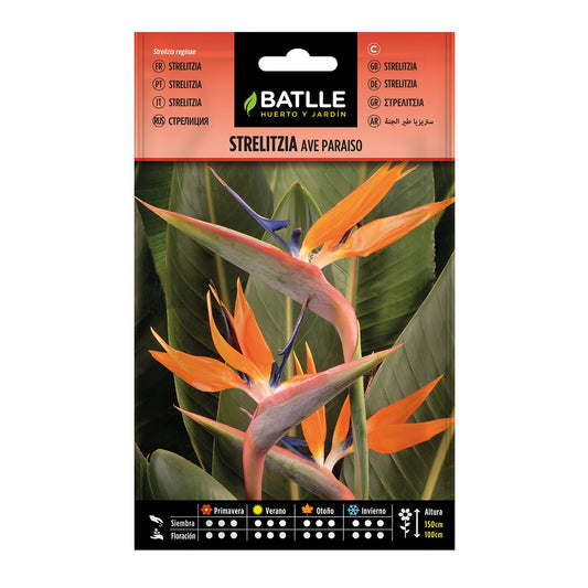 Frön av Strelitzia Paradisfågel Batlle