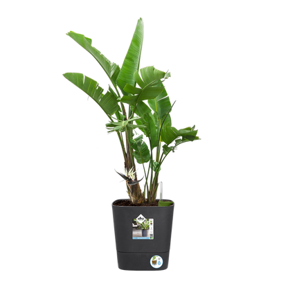 Greensense Aquacare Square self-watering plant pot, Elho, 30 cm, charcoal grey