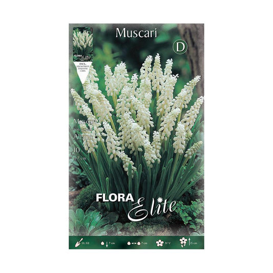 White Muscari Bulbs 10 pcs