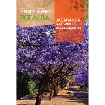 Samen von Jacaranda Jacaranda mimosifolia