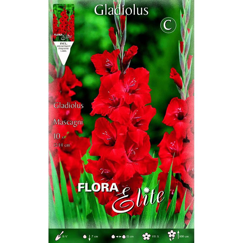 Cebulki gladioli w kolorze jaskrawoczerwonym 10 szt.