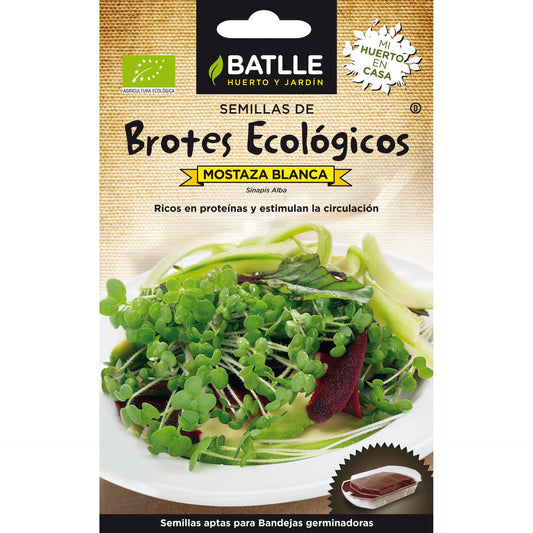 Ökologische weiße Senfsamen für Sprossen Batlle