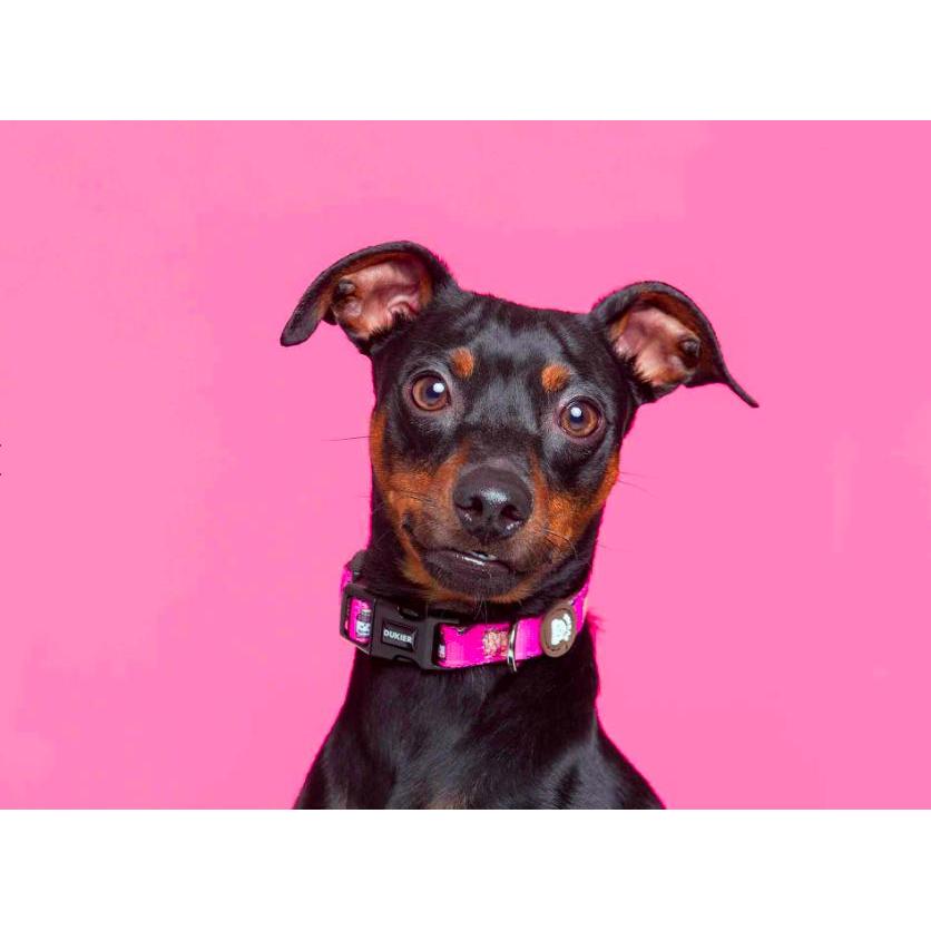 Hundehalsband DOGTELLA Dukier M