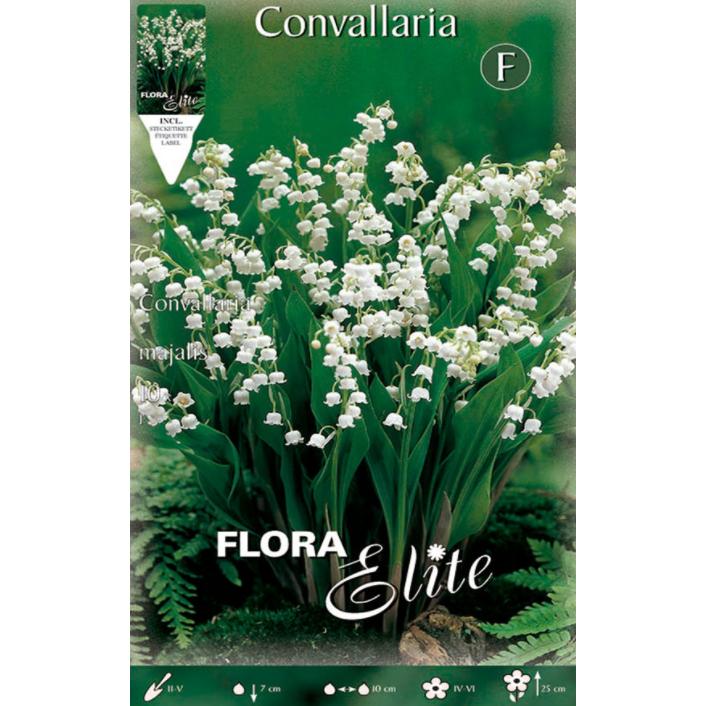 Bulbe Convallaria Muguet 10 unités