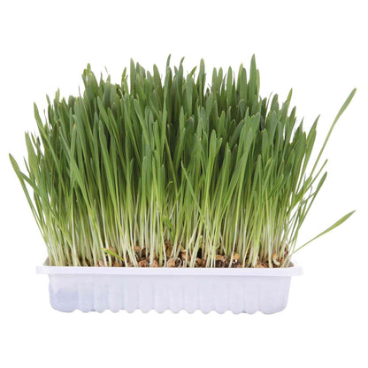 Ersatzgras für Katzentoilette Trixie 100 g