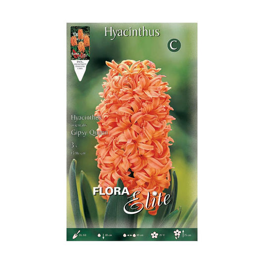 Orange Hyacinth Bulbs 3 pcs
