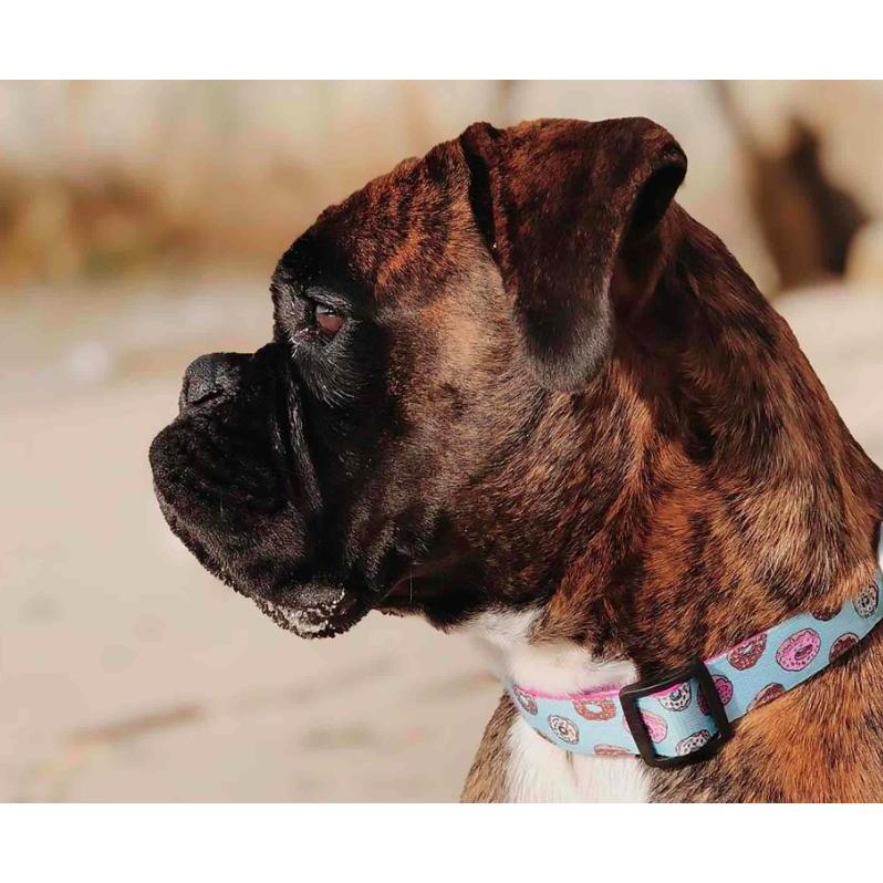 Dukier CUPCAKES dog collar - Size XS XS