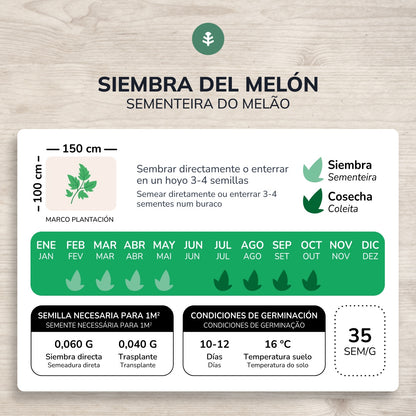 Bio-Samen von Melon piel de sapo Planet Garden