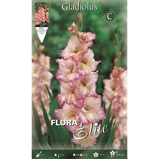 Gladiolenknolle weiß mit rosa Streifen 10 Stück