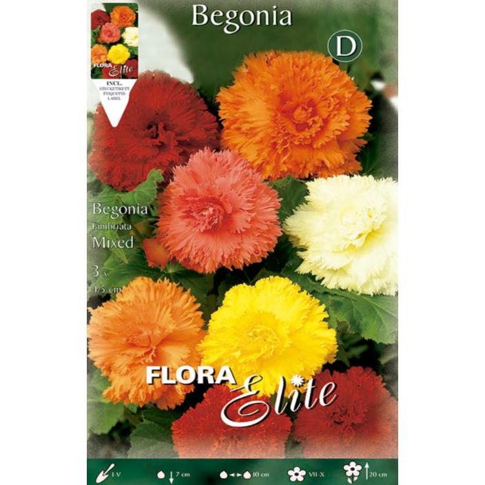 Begonia Fimbriata-bol, mix van 3 stuks